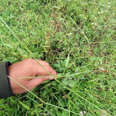 Paspalum notatum — leaf
