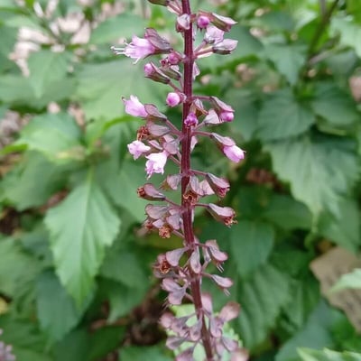 Ocimum carnosum — flower