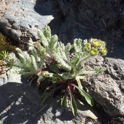 Achillea nana — flower