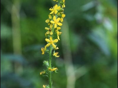 Agrimonia pilosa
