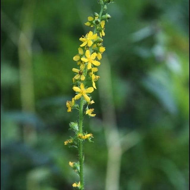 Agrimonia pilosa