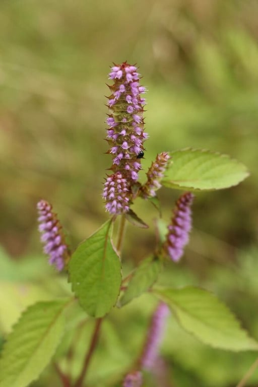 Crested late-summer-mint