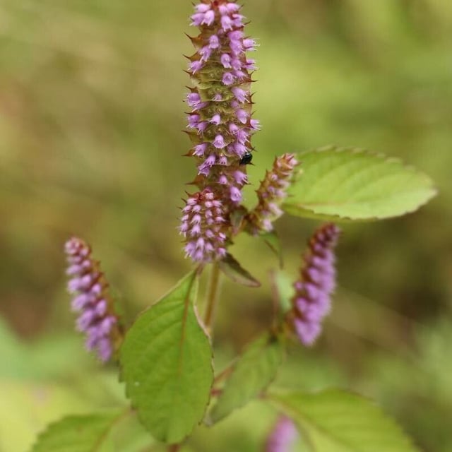 Elsholtzia ciliata — flower