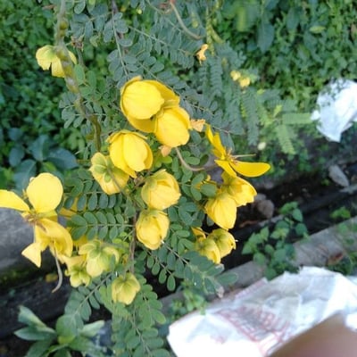 Senna pallida — flower
