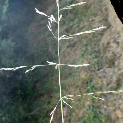 Puccinellia distans — flower