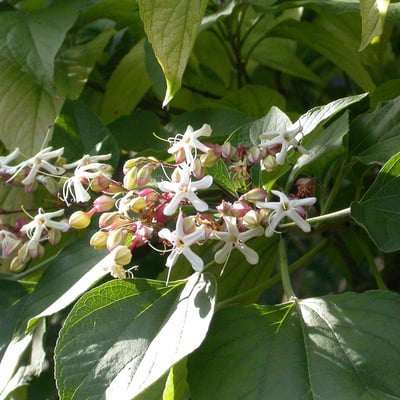 Clerodendrum trichotomum — flower