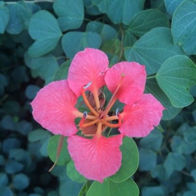 Bauhinia galpinii — flower