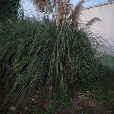 Saccharum spontaneum — leaf