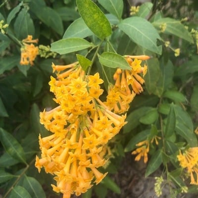 Cestrum parqui — flower