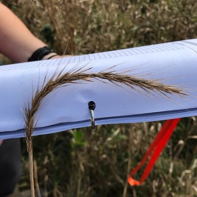 Elymus virginicus — flower