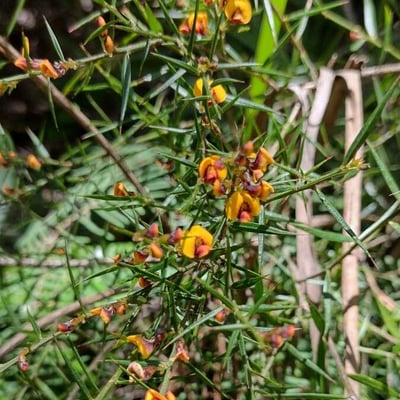 Daviesia ulicifolia — habit