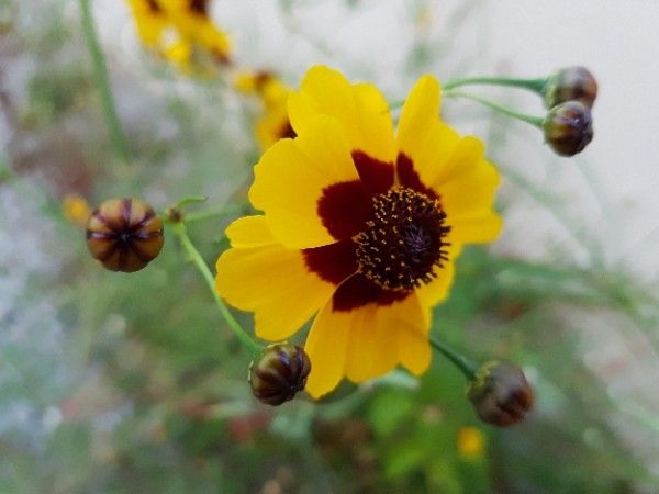 Calliopsis