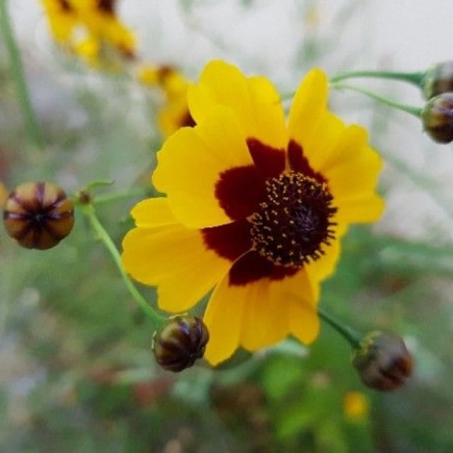 Coreopsis tinctoria — flower