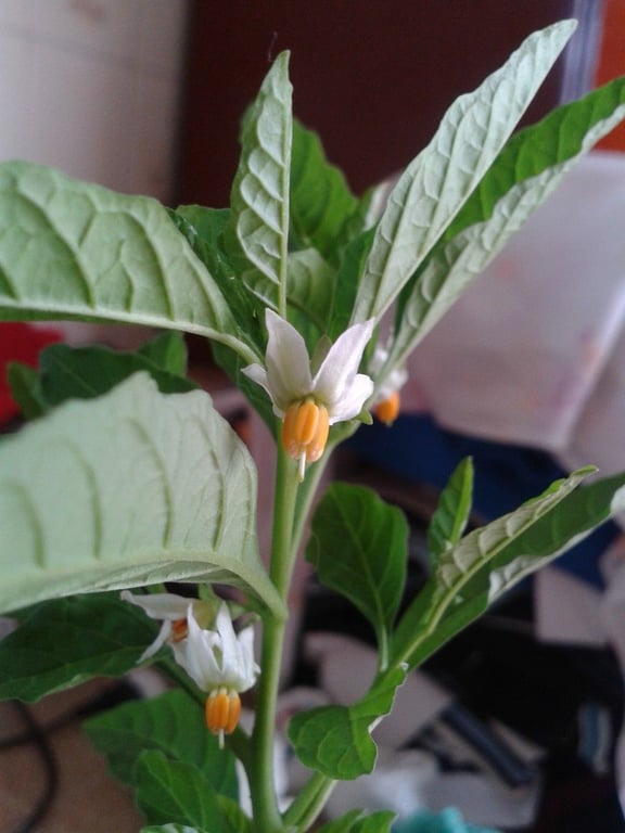 Glossy nightshade