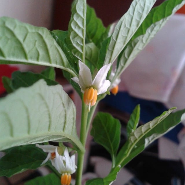Solanum americanum — flower