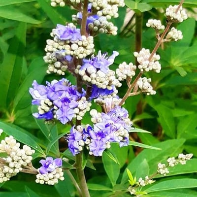 Vitex agnus-castus — flower