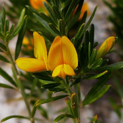 Genista linifolia — flower
