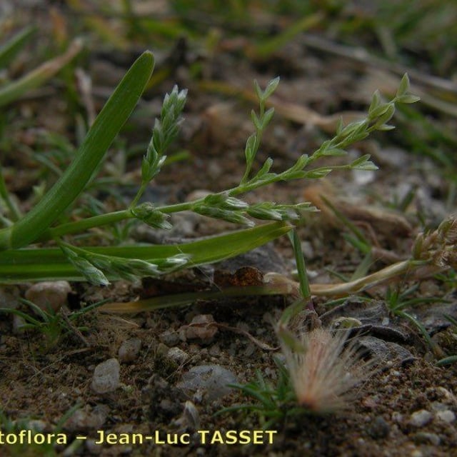 Poa infirma — flower