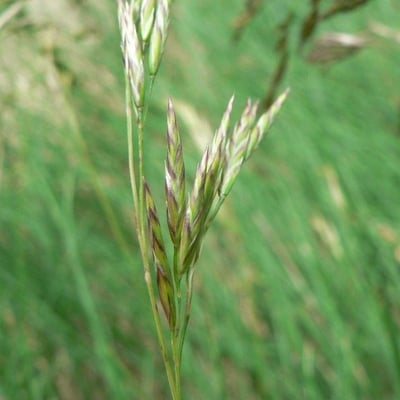 Festuca eskia — flower