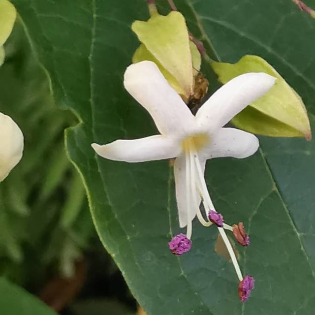 Clerodendrum tomentosum — flower