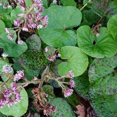 Petasites pyrenaicus — flower