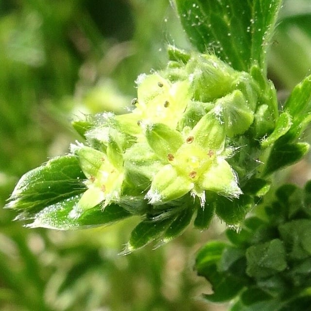 Alchemilla alpina — flower
