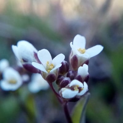 Arabidopsis thaliana — flower
