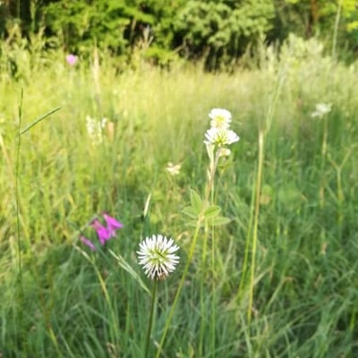 Trifolium montanum — flower