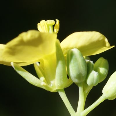 Conringia orientalis — flower