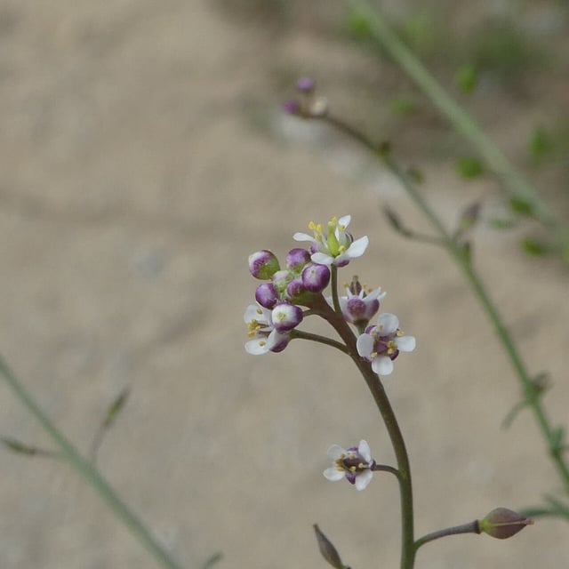 Lepidium graminifolium — flower