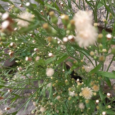 Erigeron floribundus — flower