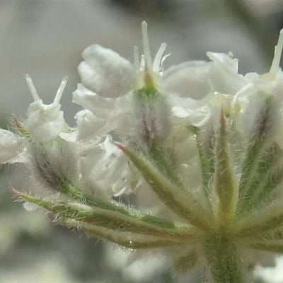 Athamanta cretensis — flower