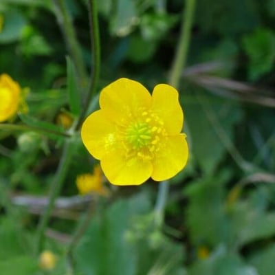 Ranunculus paludosus — flower