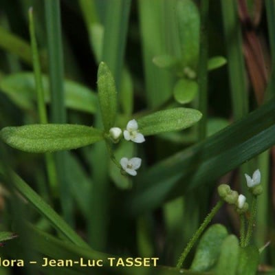 Galium trifidum — flower