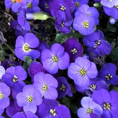 Aubrieta deltoidea — flower