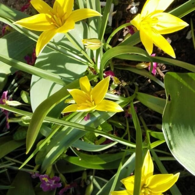 Tulipa sylvestris — flower