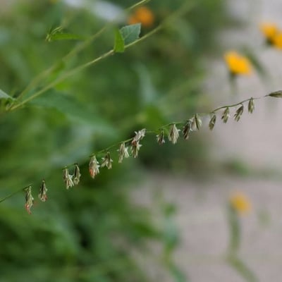 Bouteloua curtipendula — flower