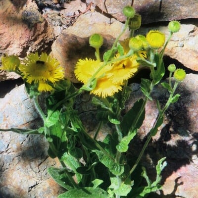 Pulicaria odora — flower