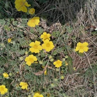 Potentilla heptaphylla — flower