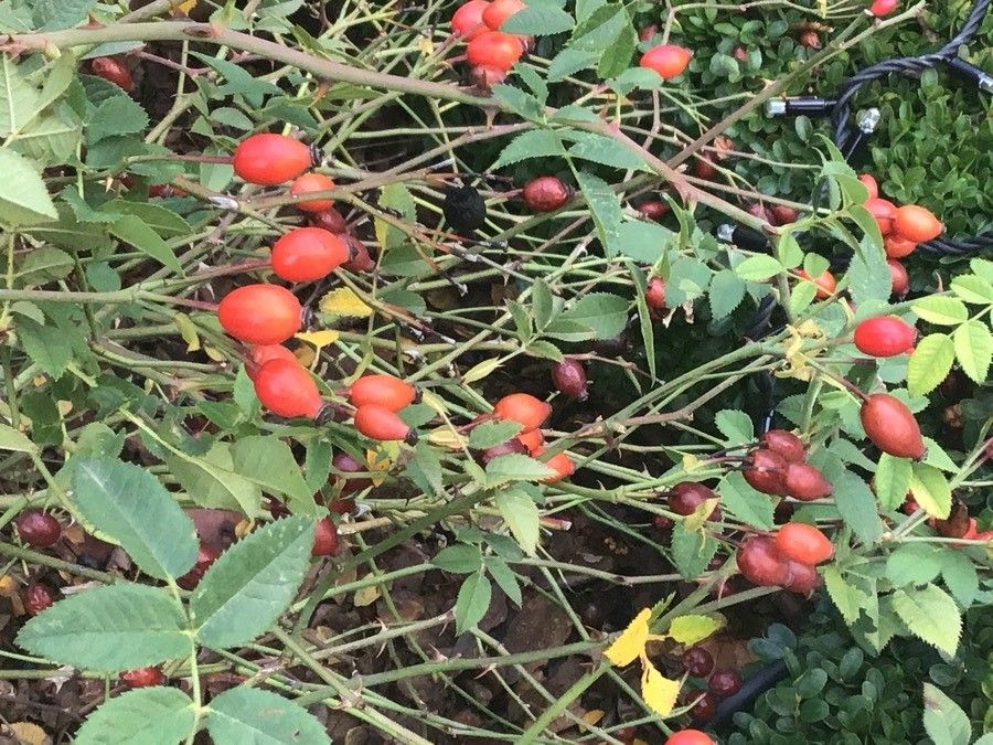 Round-leaved dog-rose