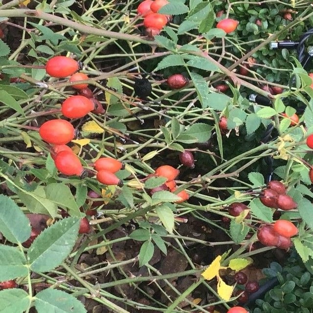 Rosa obtusifolia — leaf