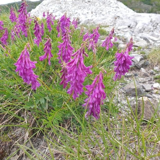 Hedysarum hedysaroides — flower