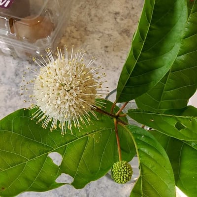 Cephalanthus occidentalis — flower
