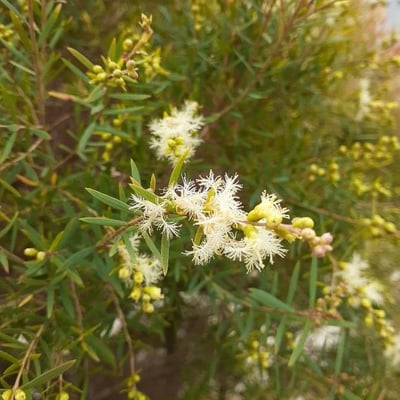 Melaleuca linariifolia — flower