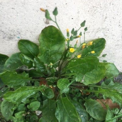 Youngia japonica — flower