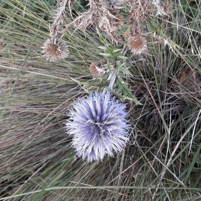 Echinops ritro — flower