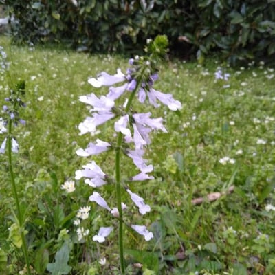 Salvia lyrata — flower