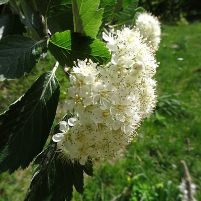 Sorbus mougeotii — flower
