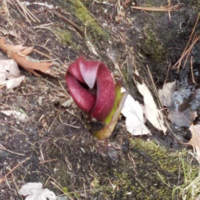 Symplocarpus foetidus — flower