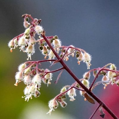 Holodiscus discolor — flower